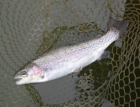 大安トラウトレイク 釣果